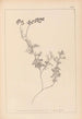 Herbier de la flore française Pl0465 - Louis Antoine Cusin — visning af kunstværket