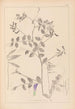 Herbier de la flore française Pl0467 - Louis Antoine Cusin — visning af kunstværket