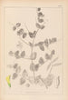 Herbier de la flore française Pl0468 - Louis Antoine Cusin — visning af kunstværket