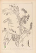 Herbier de la flore française Pl0469 - Louis Antoine Cusin — visning af kunstværket