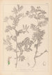 Herbier af den franske flora Pl0470 - Louis Antoine Cusin — visning af kunstværket