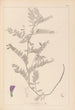 Herbier de la flore française Pl0471 - Louis Antoine Cusin — visning af kunstværket