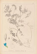 Herbier de la flore française Pl0472 - Louis Antoine Cusin — visning af kunstværket