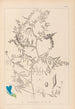 Herbier de la flore française Pl0473 - Louis Antoine Cusin — visning af kunstværket