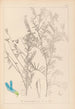 Herbier de la flore française Pl0474 - Louis Antoine Cusin — visning af kunstværket