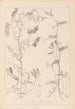 Herbier de la flore française Pl0475 - Louis Antoine Cusin — visning af kunstværket