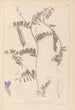 Herbier af den franske flora Pl0476 - Louis Antoine Cusin — visning af kunstværket