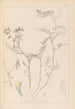 Herbier af den franske flora Pl0477 - Louis Antoine Cusin — visning af kunstværket