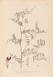 Herbier de la flore française Pl0478 - Louis Antoine Cusin — visning af kunstværket