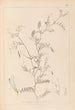 Herbier de la flore française Pl0479 - Louis Antoine Cusin — visning af kunstværket