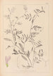 Herbier de la flore française Pl0480 - Louis Antoine Cusin — visning af kunstværket