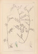 Herbier af den franske flora Pl0481 - Louis Antoine Cusin — visning af kunstværket