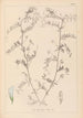 Herbier af den franske flora Pl0482 - Louis Antoine Cusin — visning af kunstværket