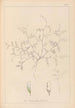 Herbier de la flore française Pl0483 - Louis Antoine Cusin — visning af kunstværket