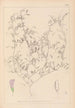 Herbier de la flore française Pl0484 - Louis Antoine Cusin — visning af kunstværket