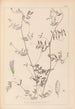 Herbier de la flore française Pl0485 - Louis Antoine Cusin — visning af kunstværket