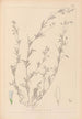 Herbier de la flore française Pl0486 - Louis Antoine Cusin — visning af kunstværket