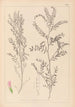 Herbier de la flore française Pl0487 - Louis Antoine Cusin — visning af kunstværket