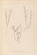 Herbier de la flore française Pl0489 - Louis Antoine Cusin — visning af kunstværket