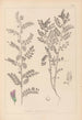 Herbier de la flore française Pl0490 - Louis Antoine Cusin — visning af kunstværket