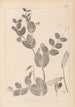Herbier de la flore française Pl0491 - Louis Antoine Cusin — visning af kunstværket