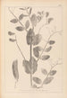 Herbier de la flore française Pl0492 - Louis Antoine Cusin — visning af kunstværket