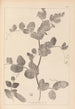 Herbier de la flore française Pl0493 - Louis Antoine Cusin — visning af kunstværket
