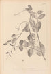 Herbier de la flore française Pl0494 - Louis Antoine Cusin — visning af kunstværket