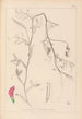 Herbier de la flore française Pl0495 - Louis Antoine Cusin — visning af kunstværket