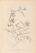 Herbier de la flore française Pl0496 - Louis Antoine Cusin — visning af kunstværket