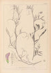 Herbier af den franske flora Pl0497 - Louis Antoine Cusin — visning af kunstværket