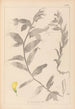 Herbier de la flore française Pl0498 - Louis Antoine Cusin — visning af kunstværket