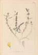 Herbier de la flore française Pl0499 - Louis Antoine Cusin — visning af kunstværket
