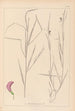 Herbier af den franske flora Pl0500 - Louis Antoine Cusin — visning af kunstværket