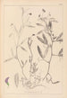 Herbier af den franske flora Pl0501 - Louis Antoine Cusin — visning af kunstværket