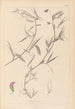 Herbier de la flore française Pl0502 - Louis Antoine Cusin — visning af kunstværket