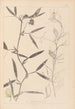Herbier de la flore française Pl0503 - Louis Antoine Cusin — visning af kunstværket