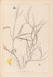 Herbier de la flore française Pl0504 - Louis Antoine Cusin — visning af kunstværket