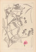 Herbier af den franske flora Pl0506 - Louis Antoine Cusin — visning af kunstværket