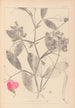 Herbier de la flore française Pl0507 - Louis Antoine Cusin — visning af kunstværket