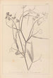 Herbier de la flore française Pl0508 - Louis Antoine Cusin — visning af kunstværket