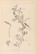 Herbier de la flore française Pl0509 - Louis Antoine Cusin — visning af kunstværket