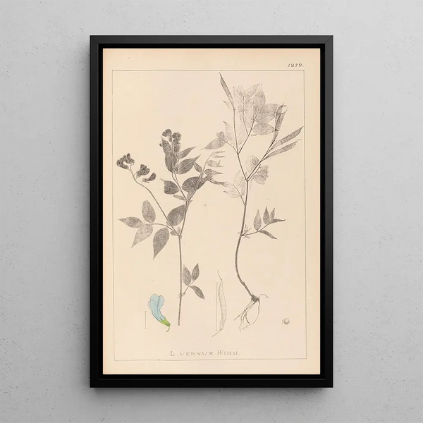 Louis Antoine Cusin - Herbier de la flore franaise Pl0511.webp