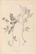Herbier de la flore française Pl0511 - Louis Antoine Cusin — visning af kunstværket