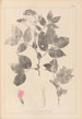 Herbier af den franske flora Pl0512 - Louis Antoine Cusin — visning af kunstværket