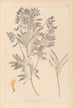 Herbier de la flore française Pl0513 - Louis Antoine Cusin — visning af kunstværket