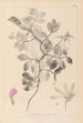 Herbier de la flore française Pl0514 - Louis Antoine Cusin — visning af kunstværket