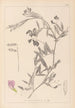 Herbier af den franske flora Pl0515 - Louis Antoine Cusin — visning af kunstværket