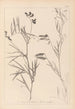 Herbier de la flore française Pl0516 - Louis Antoine Cusin — visning af kunstværket