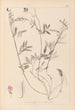Herbier af den franske flora Pl0517 - Louis Antoine Cusin — visning af kunstværket